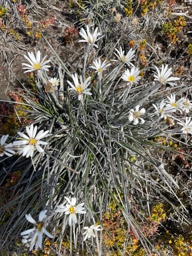 Common Mountain Daisy