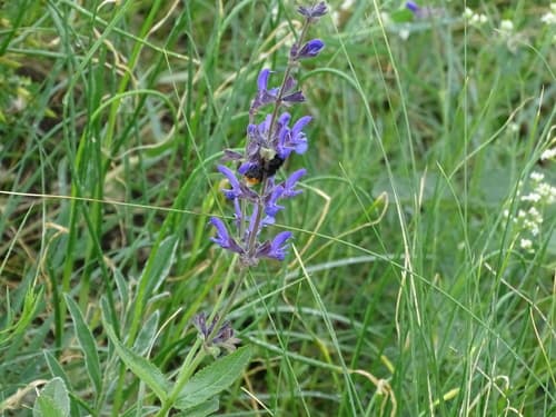 Eastern Meadow Sage