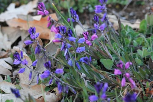 Common Milkwort