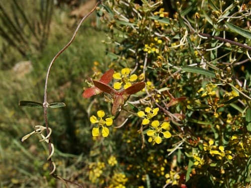 Slender Janusia Bonsai