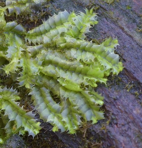 Bifid Crestwort