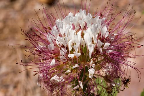 Redwhisker Clammyweed Bonsai