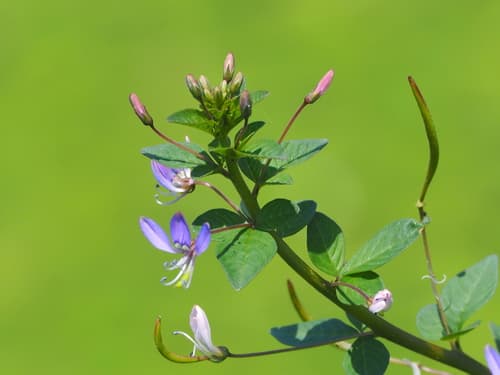 Purple Cleome Bonsai