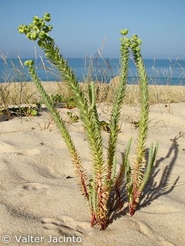 Sea Spurge