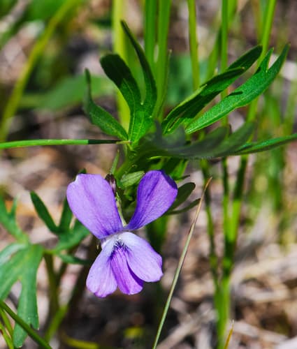 Prairie Violet