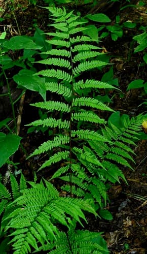 Southern Lady Fern
