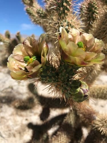 Mason Valley Cholla