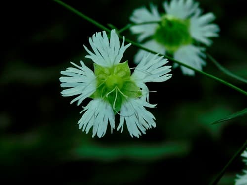Starry Campion Flower