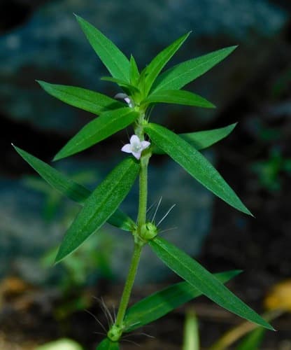 Rough Buttonweed