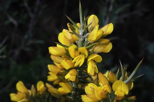 Small-flowered Gorse