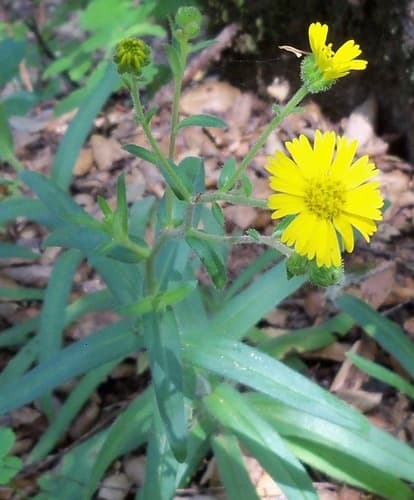 Woodland Madia Bonsai