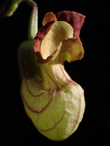 California Dutchman's Pipe
