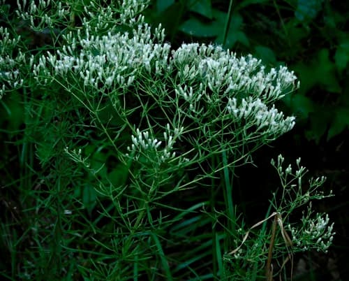 Hyssopleaf Thoroughwort