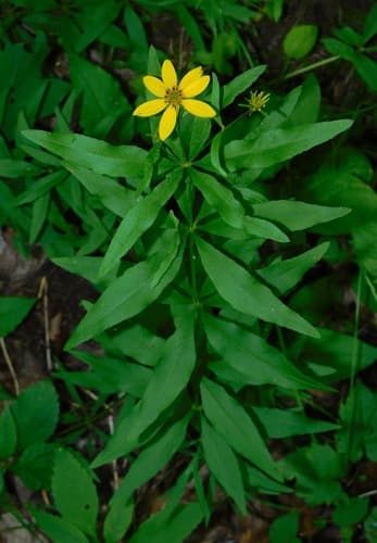 Greater Tickseed Bonsai