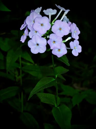 Thickleaf Phlox