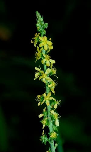 Swamp Agrimony