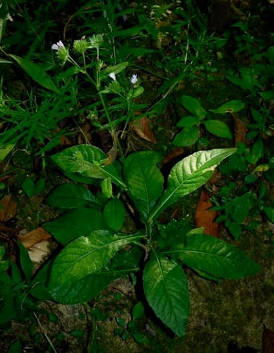 Leafy Elephant's-foot Bonsai