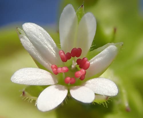 Greater Chickweed Flower