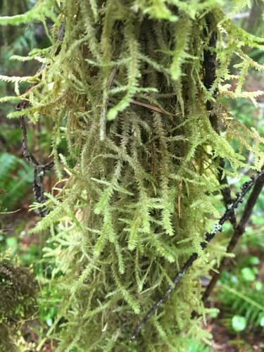 Douglas' Neckera Moss