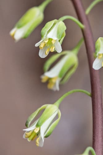 Smooth Rockcress Bonsai