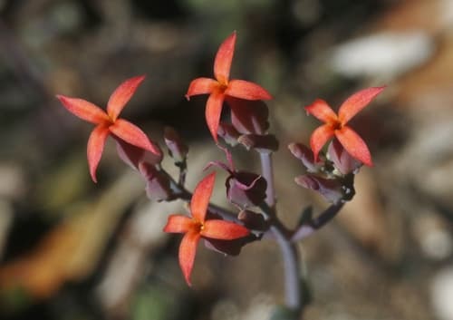 Nentakalanchoe