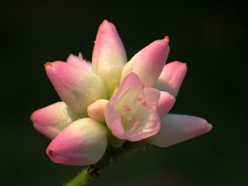 Prickled-vine Smartweed Bonsai