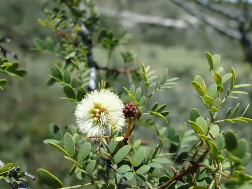 Roundflower Catclaw Bonsai