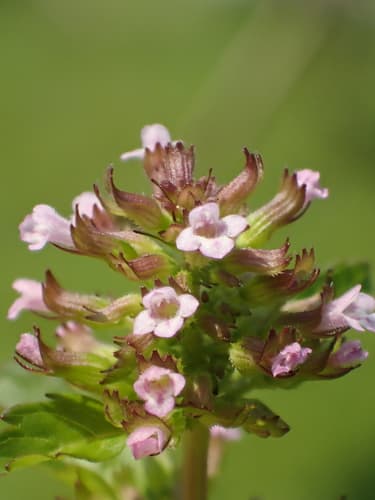 Slender Wild Basil