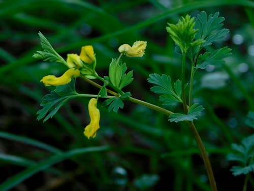 Yellow Corydalis