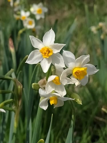 Bunch-flowered Daffodil