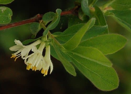 Sweetberry Honeysuckle Bonsai