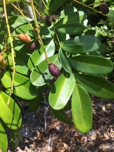 Paradise Tree Bonsai