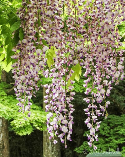 Japanese Wisteria