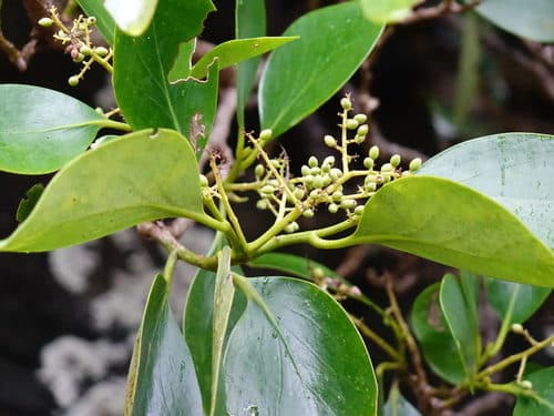 Puka Tree (Meryta sinclairii)