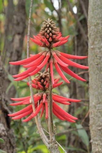 American Coral Tree