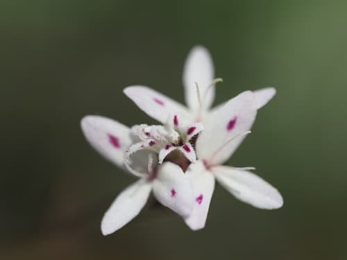 False Rosinweed Bonsai
