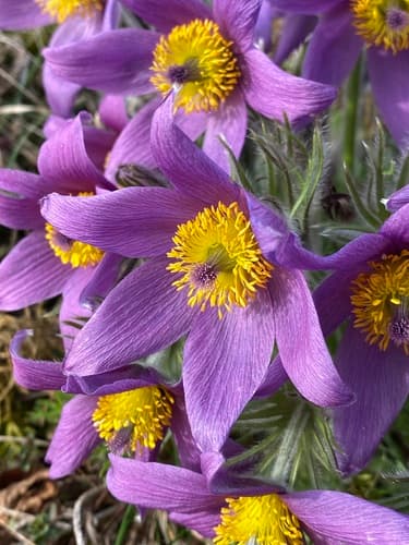European Pasqueflower