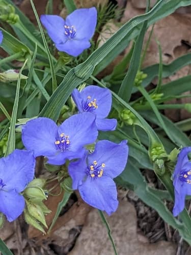 Western Spiderwort