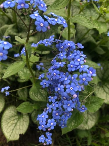 Siberian Bugloss