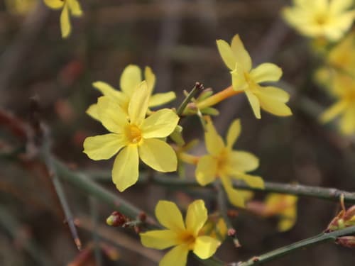 Winter Jasmine