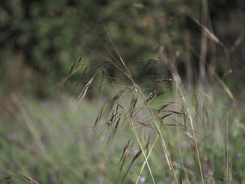 Purple Needlegrass