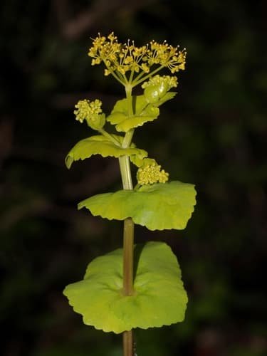 Perfoliate Alexanders