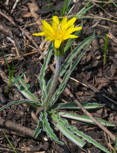 prairie false dandelion