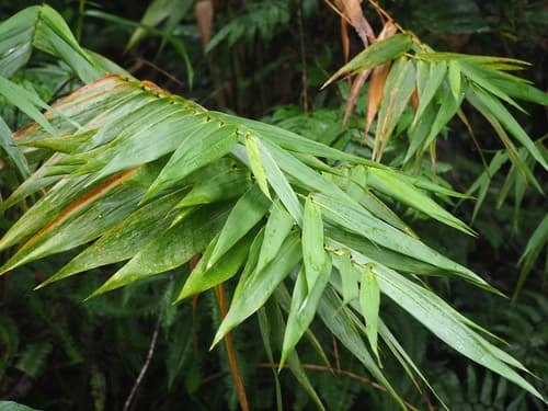 Nepalese Broom Grass