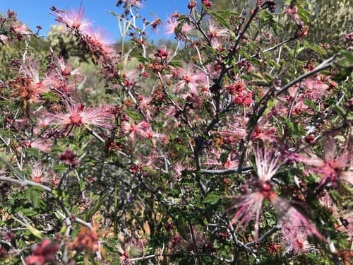 Pink Fairy Duster Bonsai