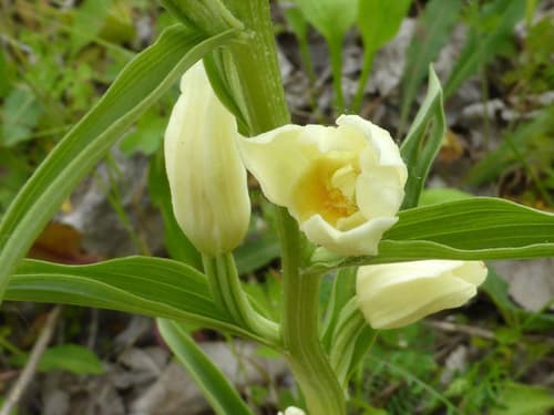 White Helleborine Bonsai
