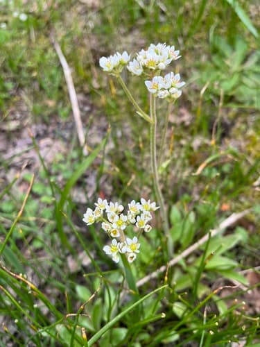 Wholeleaf Saxifrage
