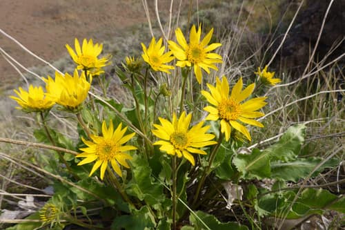 Carey's balsamroot