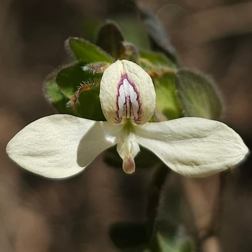 Hairy Fournwort Bonsai