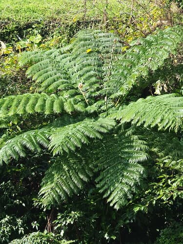 Flying Spider Monkey Tree Fern Bonsai